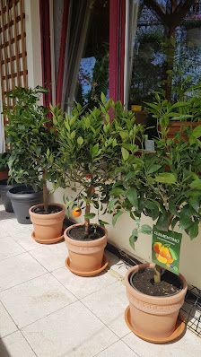 Interplant Blumen- + Pflanzenhandel GmbH