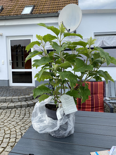 Baumschule u. Gartenmarkt Franke