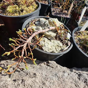 Alpine Staudengärtnerei