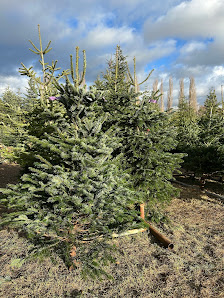 Landschaftsbau Weihnachtsbäume Axel Krimmling
