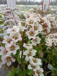 floraque Stauden & Zierpflanzen GmbH