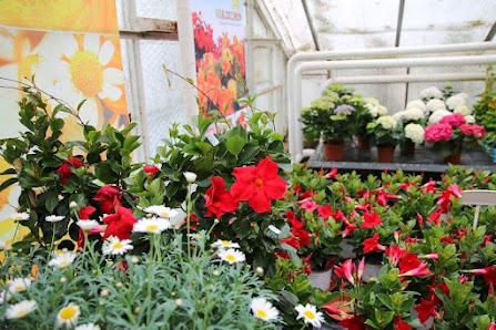 Schöne Blumen Floristik & Gartenbau