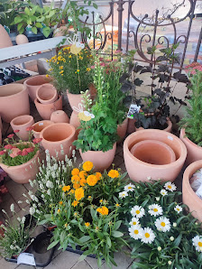 GreenAs Blumenladen Kalbas