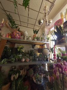 Blumen Hoffmeister
