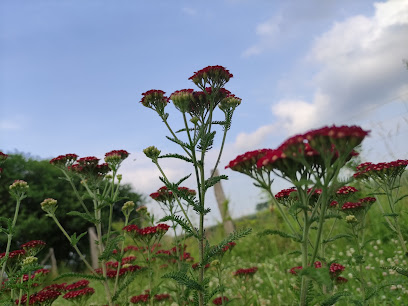 Blumenwiese Seventy-Nine