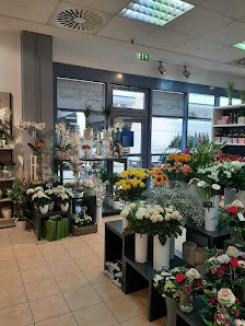 Blumen Edelweiß im Nova Eventis