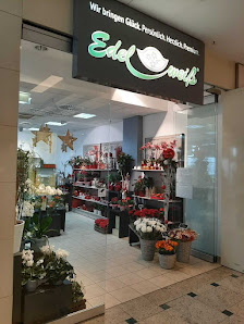 Blumen Edelweiß im Nova Eventis