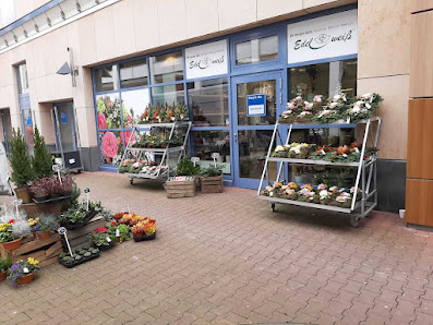 Blumen Edelweiß im Nova Eventis