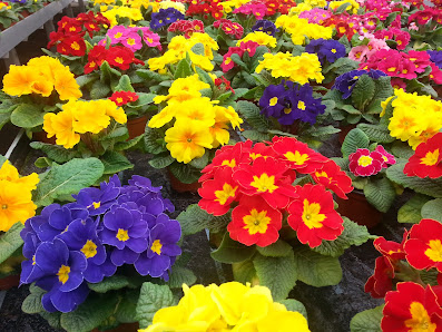 Blumen Körner
