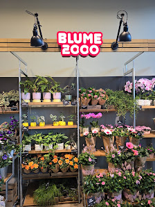 BLUME2000 im Edeka Süllau Mölln