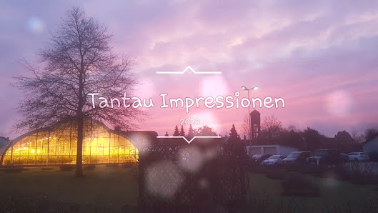 Rosen Tantau