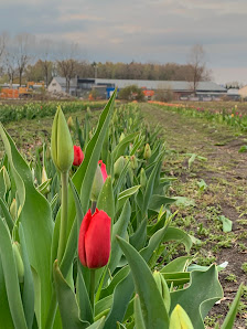 Blumen selbstschneiden