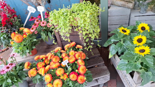 Die Blumenwiese