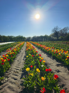 Blumen zum Selberpflücken