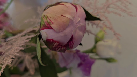 Stooky-Blumen und Pflanzen Inh. Roelof Stoker e.K.