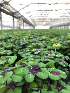 Bull Gartenbau, Inh. Hartwig Bull