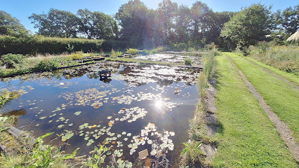 Seerosen und Wasserpflanzen für Gartenteich und Kübelbepflanzung