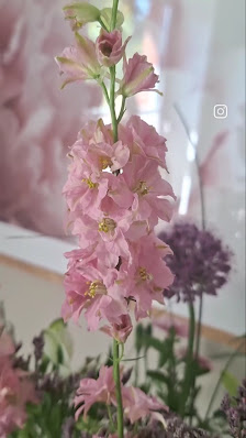 Die Zauberblüte Krummesse Lübeck