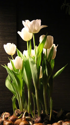 Annika Blumen Pusteblume Inh. Annika Tetau