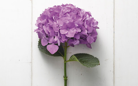 BLUME2000 Altenburg