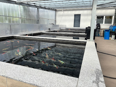 Kai Lorenz Garten & Landschaftsbau ------- Koi & Teichcenter
