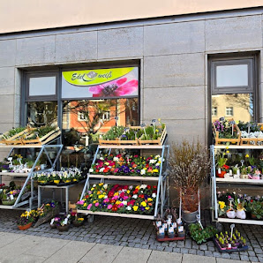Blumen Edelweiß Bad Langensalza