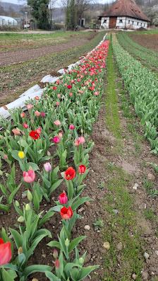 Blumenfeld Emmendingen