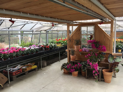 Schelshorn Blumen