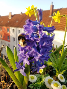 Blumen Schär Hannover