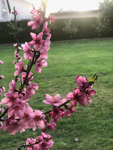 Gartenpflege Buzhala