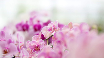 Currlin Orchideen