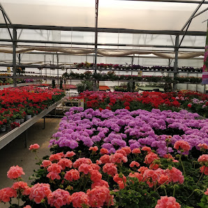 Blumen Osswald