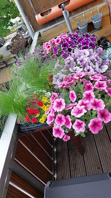 Blumen König