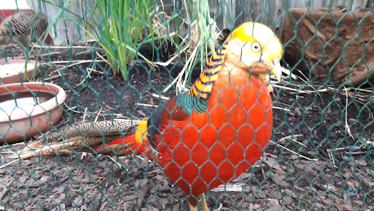 Goldammer