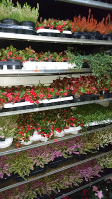 Blumen-, Topf- & Zierpflanzen Groß- & Einzelhandel Heinkel