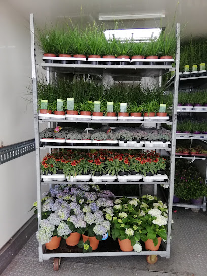 Blumen-, Topf- & Zierpflanzen Groß- & Einzelhandel Heinkel