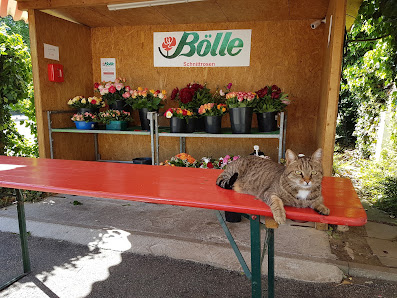 Bölle Schnittrosen
