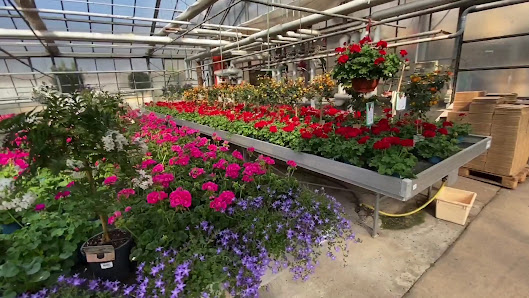 Blumen Berchtenbreiter