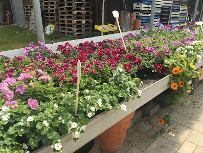 Blumen Salzinger