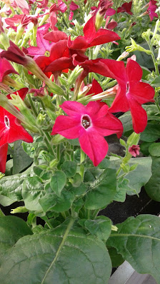 Gärtnerei Berger