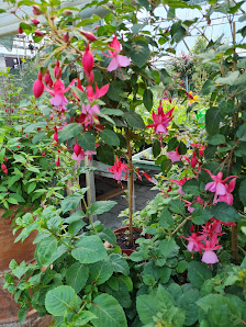 Fuchsiengärtnerei Rosi Friedl