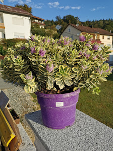 Wilhelm Blumen aktuell e. K.