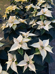 BlumaMichl Gartenbau