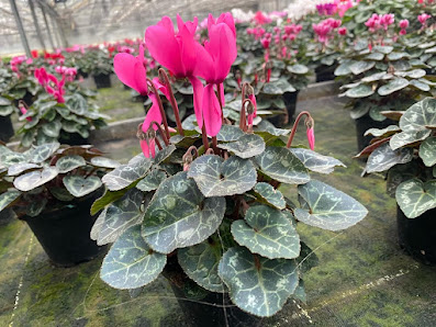 BlumaMichl Gartenbau
