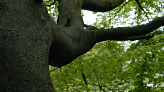 Gartenbau Laßmann