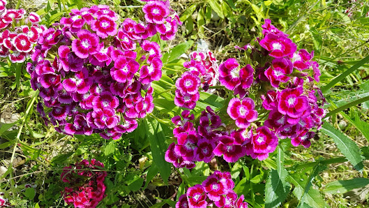 Blumen selber pflücken Türkenfeld