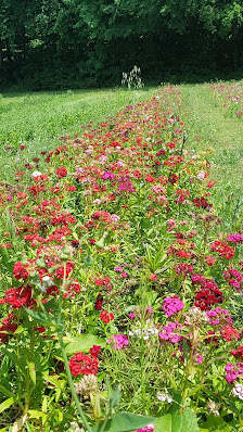 Blumen selber pflücken Türkenfeld