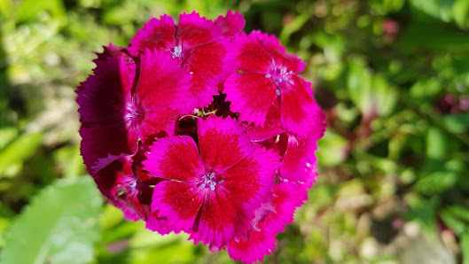 Blumen selber pflücken Türkenfeld