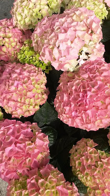 Blumen Meyer