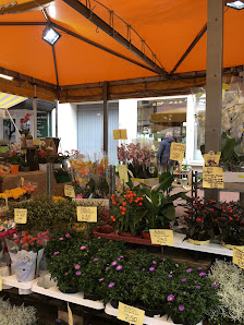 Blumen Behr